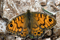 Lasiommata megera Lasiommata megera